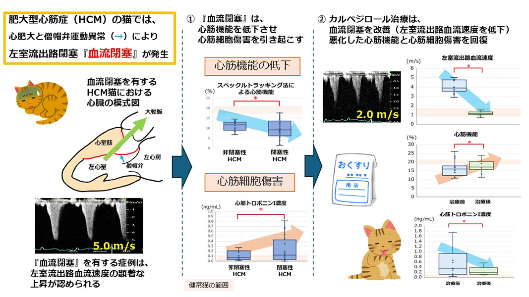 ブラックベリーの継続的な摂取は脳虚血障害を軽減する