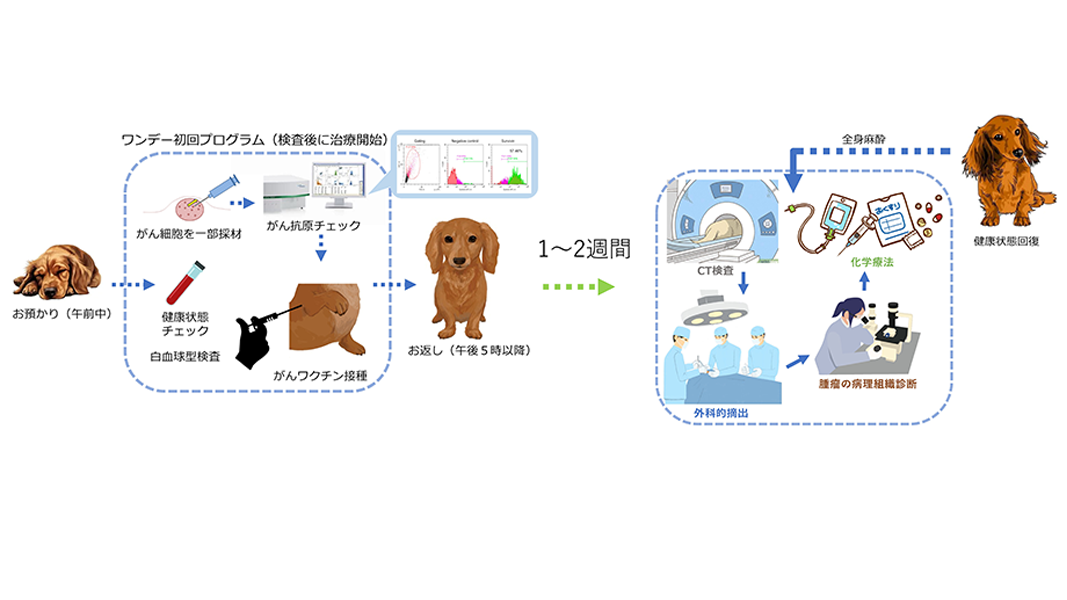 ブラックベリーの継続的な摂取は脳虚血障害を軽減する