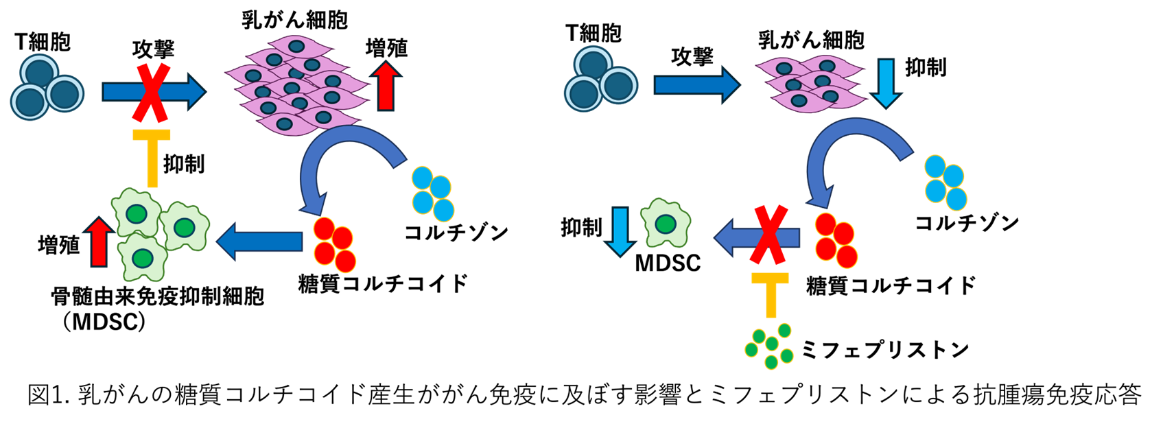 乳がんが免疫を逃れる新たな仕組みの発見― 糖質コルチコイド産生に着目した新規治療戦略 ―