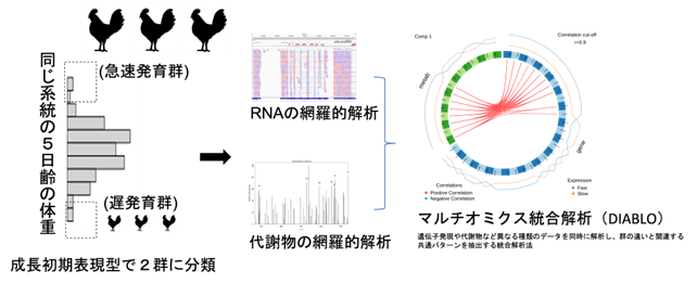 成長の早さの違いは“筋肉のエネルギーの使い方”にあった