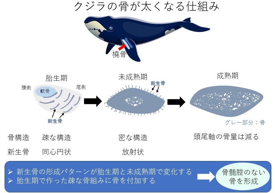 クジラの骨はどのようにして太くなるのか？