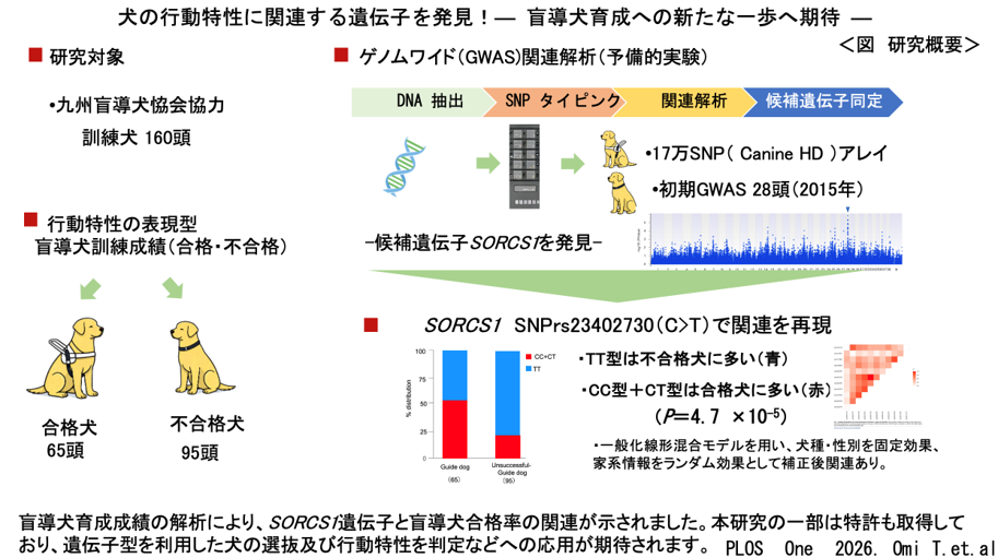 犬の行動特性に関連する遺伝子を発見！