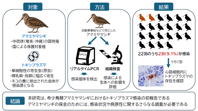 世界自然遺産・奄美大島にすむ希少鳥類に、寄生虫「トキソプラズマ」の感染を初確認
