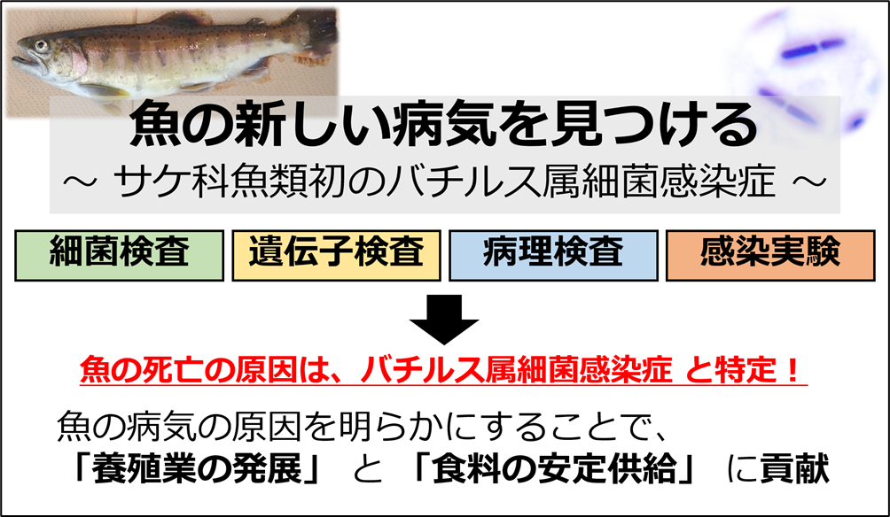 魚の新しい病気を見つける～サケ科魚類初のバチルス属細菌感染症～