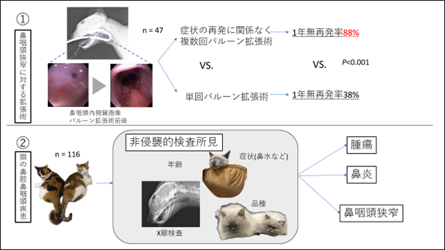 日本で飼育されている猫の鼻腔・鼻咽頭疾患に関する新規研究