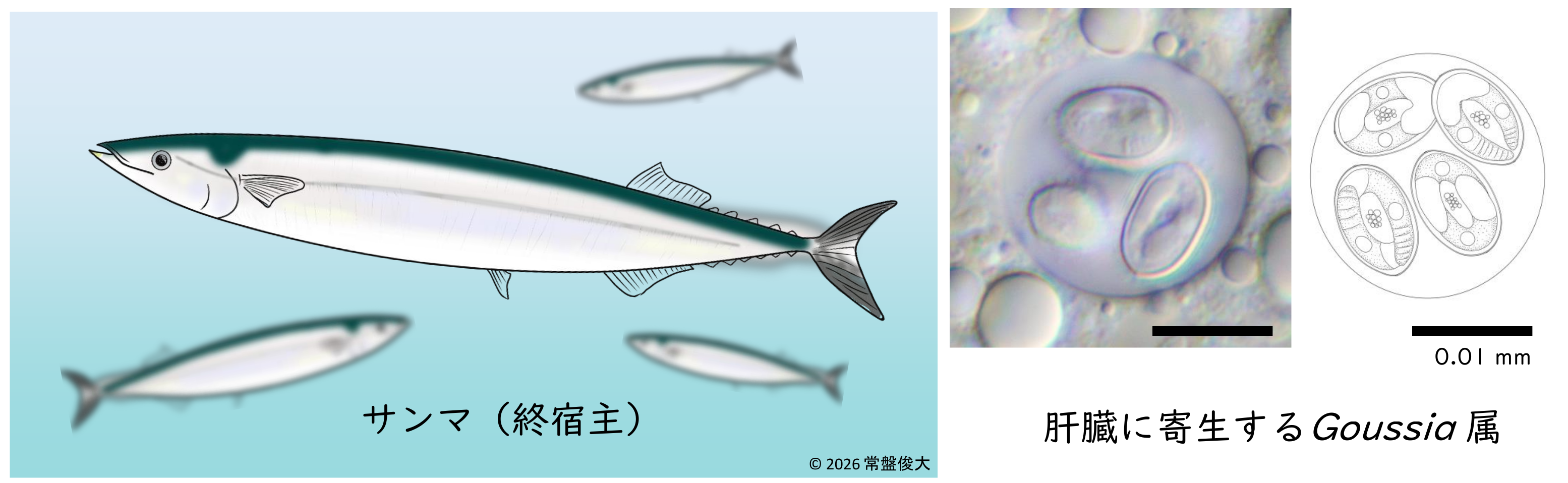 サンマと寄生虫